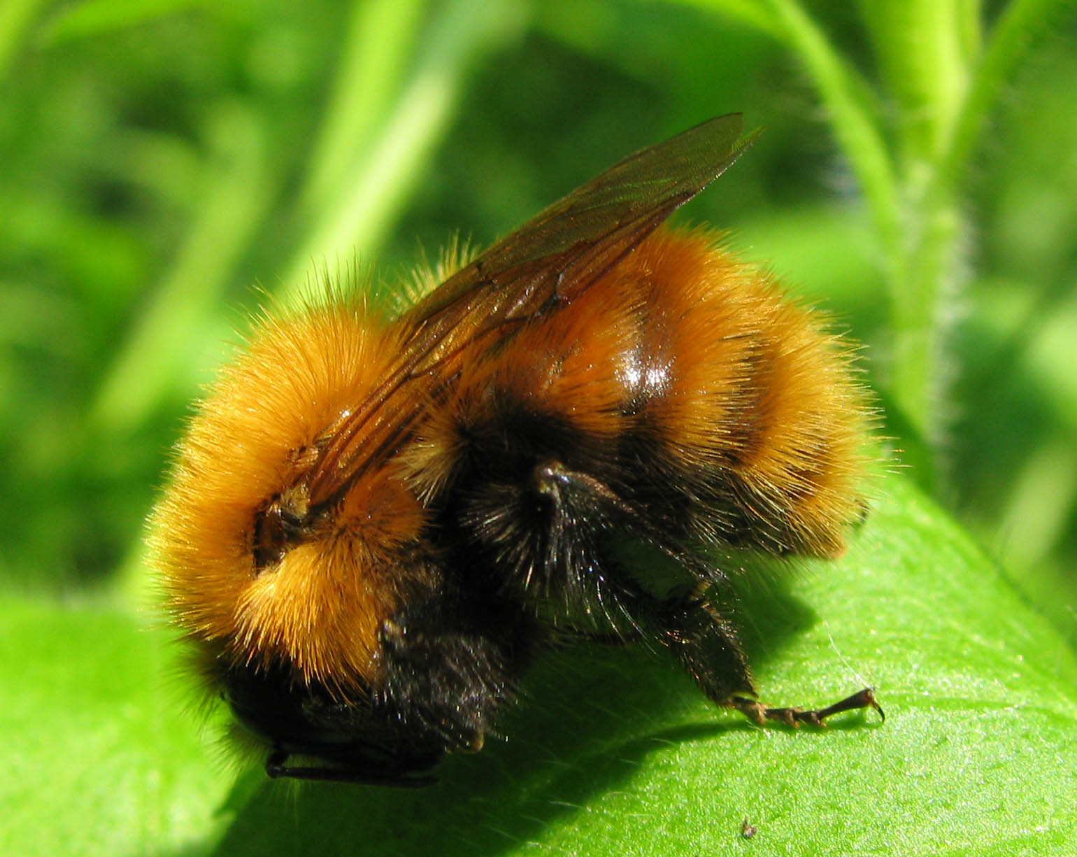 Bombus pascuorum  (Apidae)